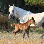 Sema Murad Straight Egyptian Filly