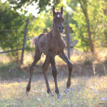 Sema Murad Straight Egyptian Filly