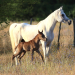 Sema Murad Straight Egyptian Filly
