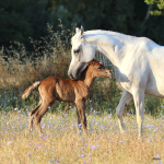 Sema Murad Straight Egyptian Filly