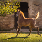 Sema Murad Straight Egyptian Filly