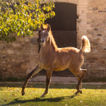 Sema Murad Straight Egyptian Filly