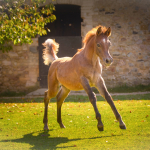 Sema Murad Straight Egyptian Filly