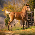 Sema Murad Straight Egyptian Filly