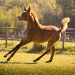 Sema Murad Straight Egyptian Filly