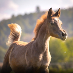 Sema Murad Straight Egyptian Filly