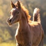 Sema Murad Straight Egyptian Filly