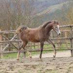 Selman straight egyptian colt