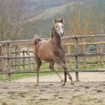 Selman straight egyptian colt