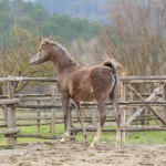 Selman straight egyptian colt
