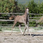 Selman straight egyptian colt