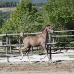 Selman straight egyptian colt