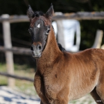 TB Alia Straight Egyptian Filly