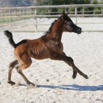 TB Alia Straight Egyptian Filly