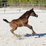 TB Alia Straight Egyptian Filly