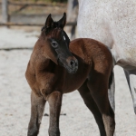 TB Alia Straight Egyptian Filly