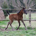 TB Alia Straight Egyptian Filly