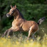 TB Amani Straight Egyptian Filly