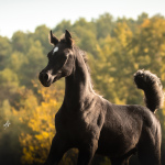 TB Anas Straight Egyptian Colt