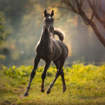 TB Anas Straight Egyptian Colt