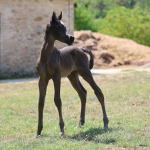 TB Anas Straight Egyptian Colt