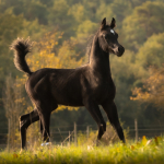 TB Anas Straight Egyptian Colt