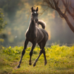 TB Anas Straight Egyptian Colt