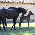 TB Anas Straight Egyptian Colt