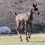 TB Anas Straight Egyptian Colt