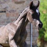 TB Anas Straight Egyptian Colt