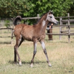 TB Aroussa Straight Egyptian Filly