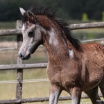 TB Aroussa Straight Egyptian Filly