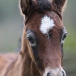 TB Aroussa Straight Egyptian Filly