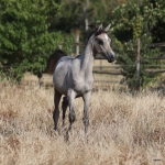 TB Aroussa Straight Egyptian Filly