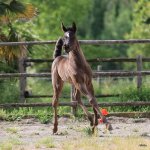 TB Aswad Straight Egyptian Colt