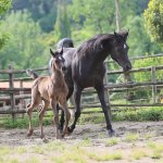 TB Aswad Straight Egyptian Colt