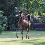 TB Aswad Straight Egyptian Colt