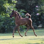 TB Aswad Straight Egyptian Colt