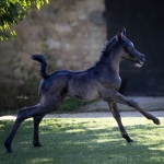 TB Bahiyaa Straight Egyptian Filly