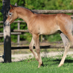 TB Faisal Straight Egyptian Colt