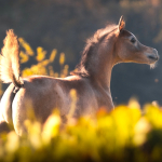 TB Faisal Straight Egyptian Colt