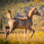 TB Faisal Straight Egyptian Colt