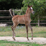 TB Faisal Straight Egyptian Colt