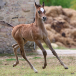 TB Faisal Straight Egyptian Colt