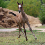 TB Faisal Straight Egyptian Colt