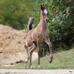TB Faisal Straight Egyptian Colt