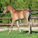TB Faisal Straight Egyptian Colt