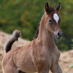 TB Faisal Straight Egyptian Colt
