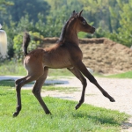 TB Fayza Straight Egyptian Mare