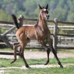 TB Fayza Straight Egyptian Mare
